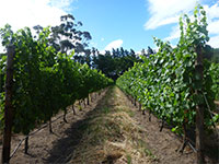 Weinberge rund um Paarl