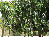 Weinberge rund um Paarl